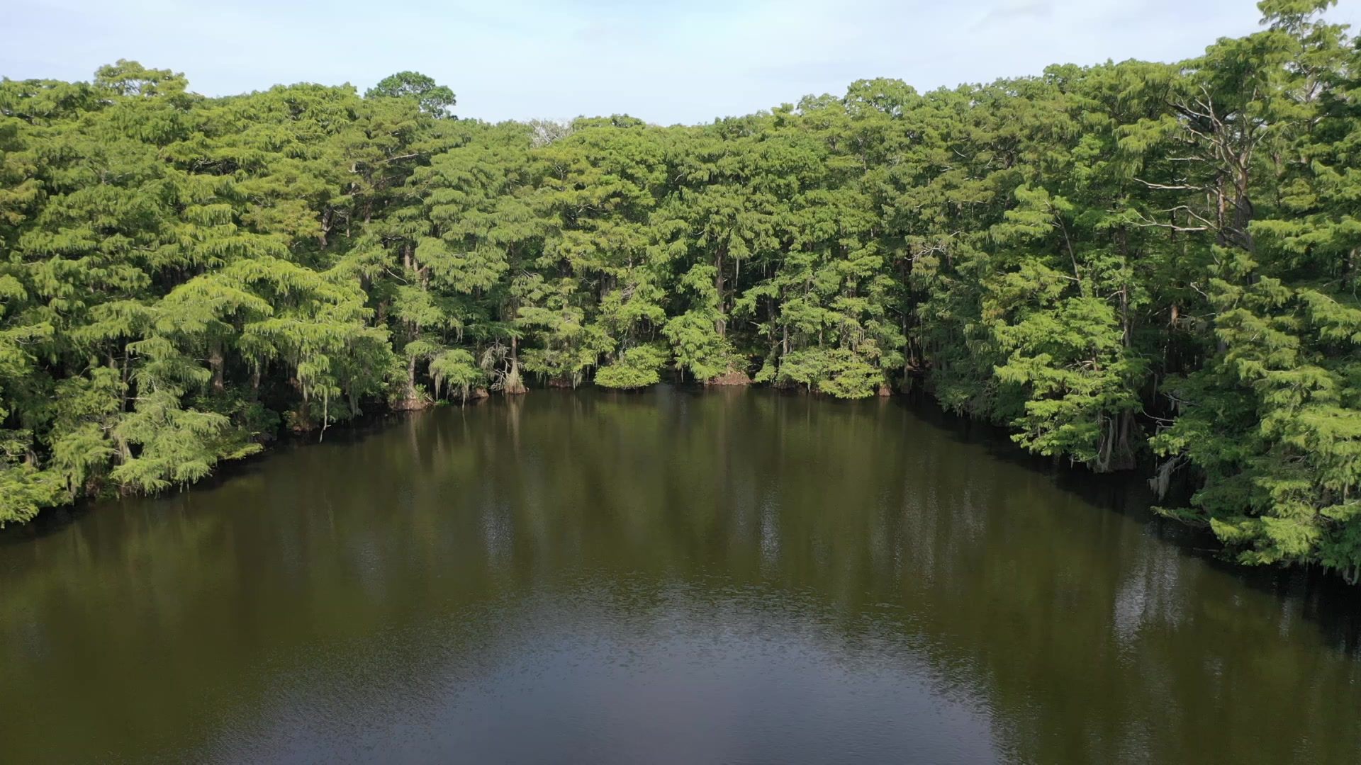 A protected bayou surrounded by cypress forest