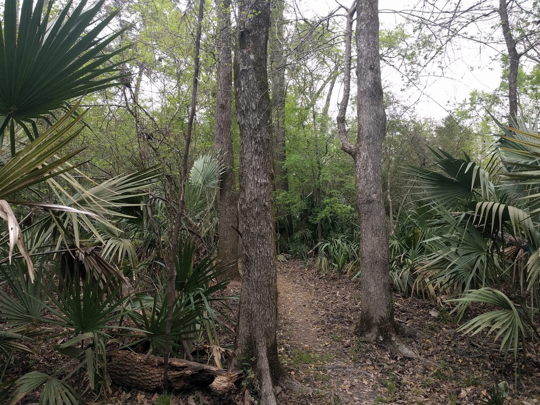 A narrow trail through dense protected forest