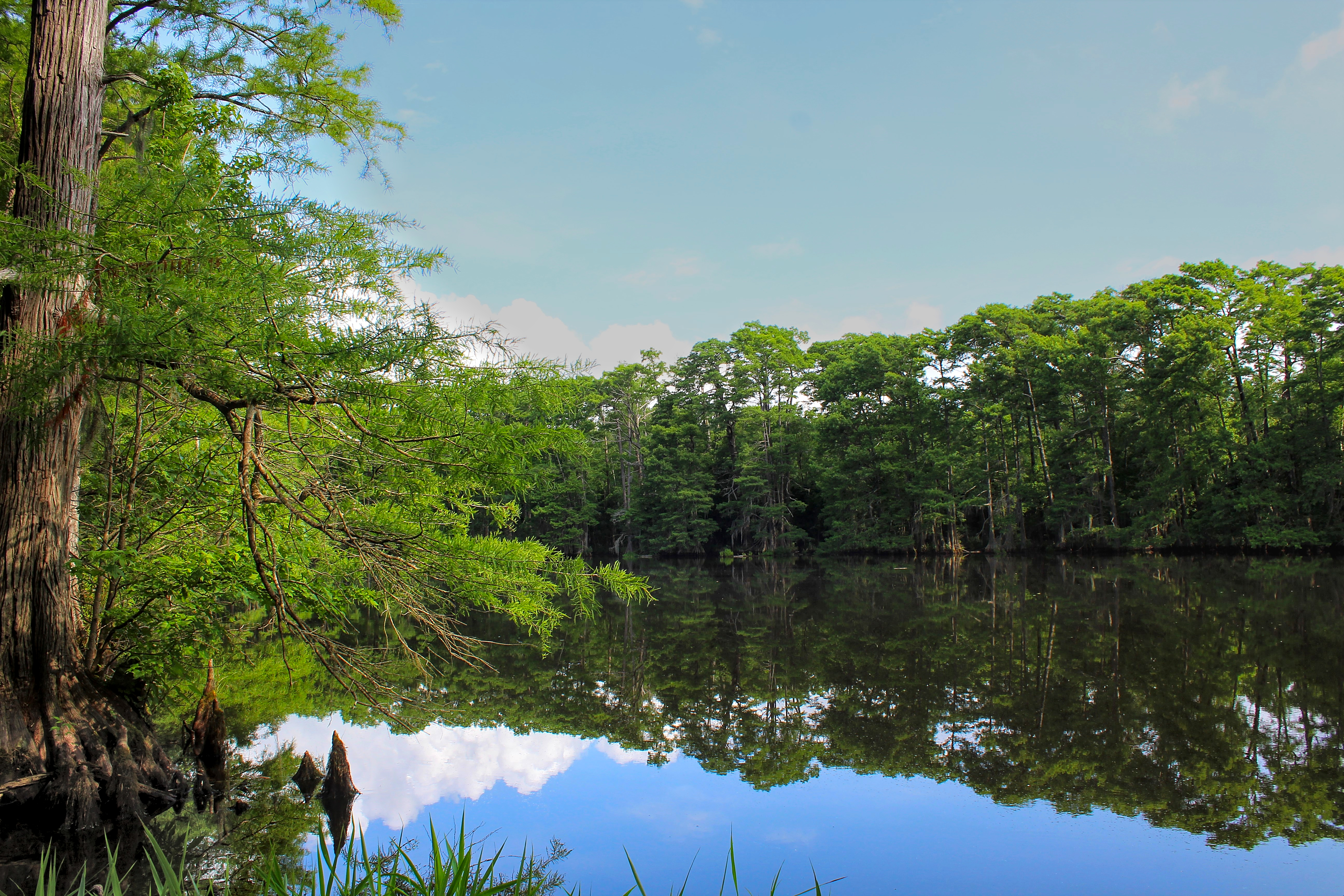 A lake and protected forest