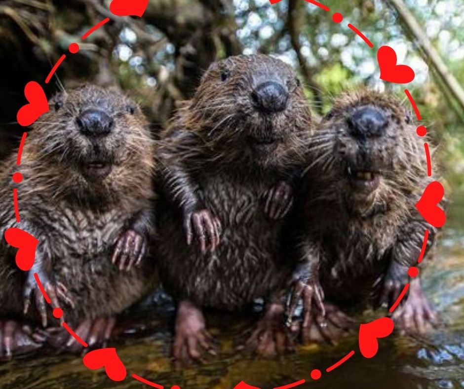 Beaver kits in local habitat