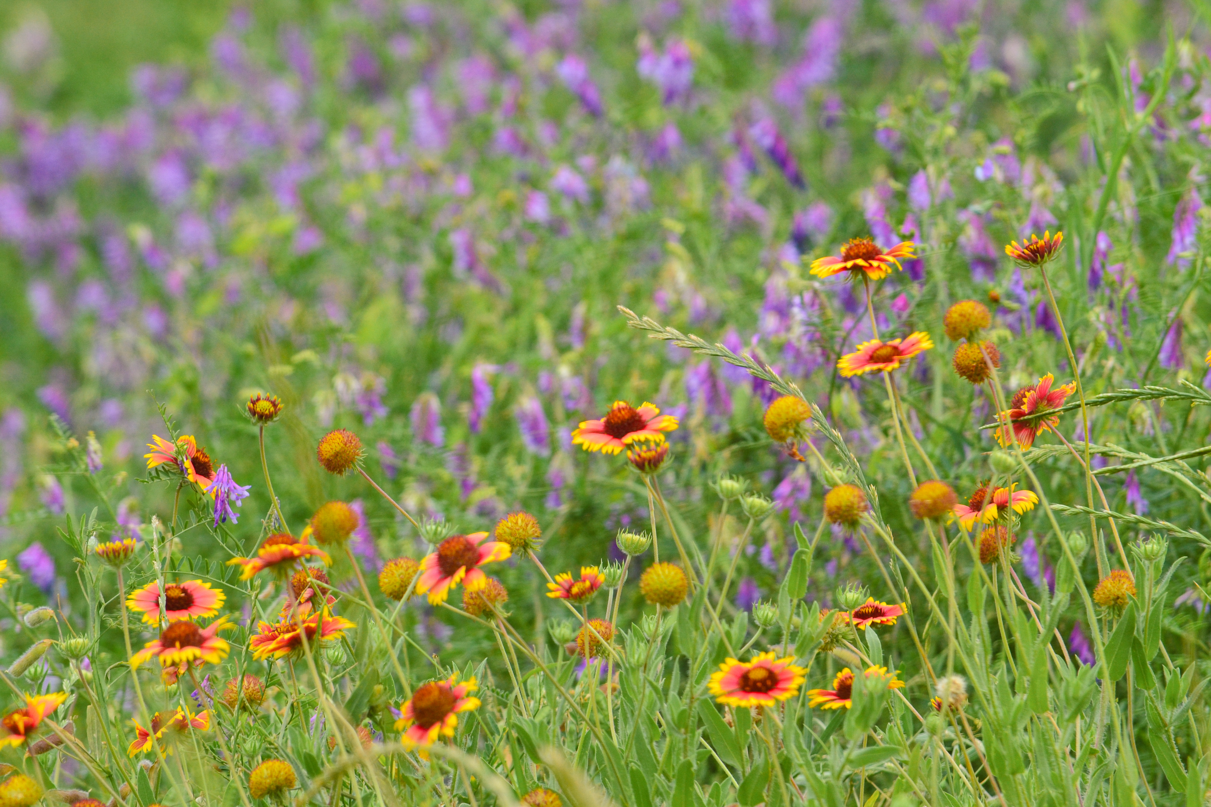 Tallgrass prairie and forest habitat at Cindy’s Redbud Nature Preserve