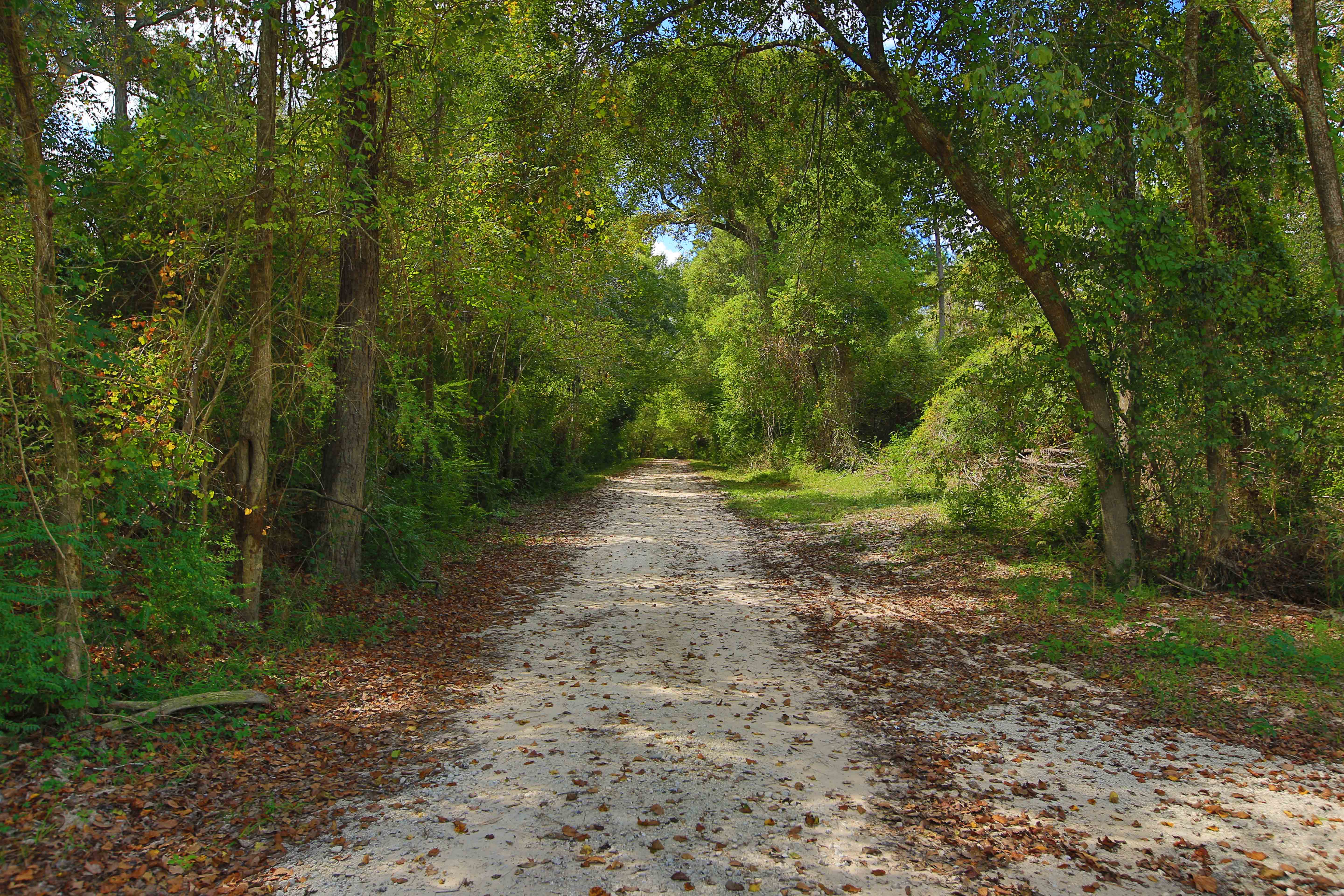 Natural-surface trail winding through a wooded preserve